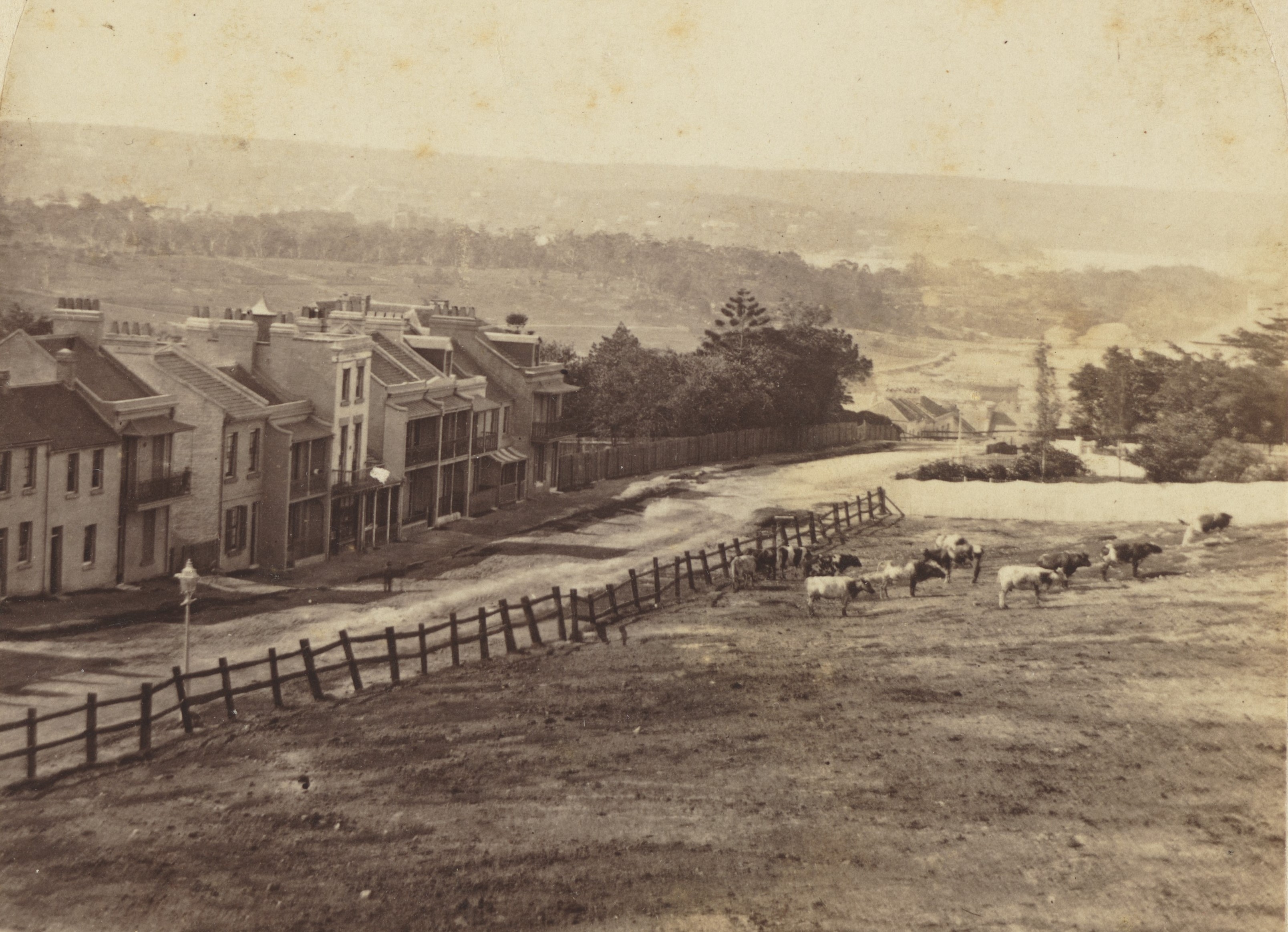 Photograph showing a street with houses and cattle grazing