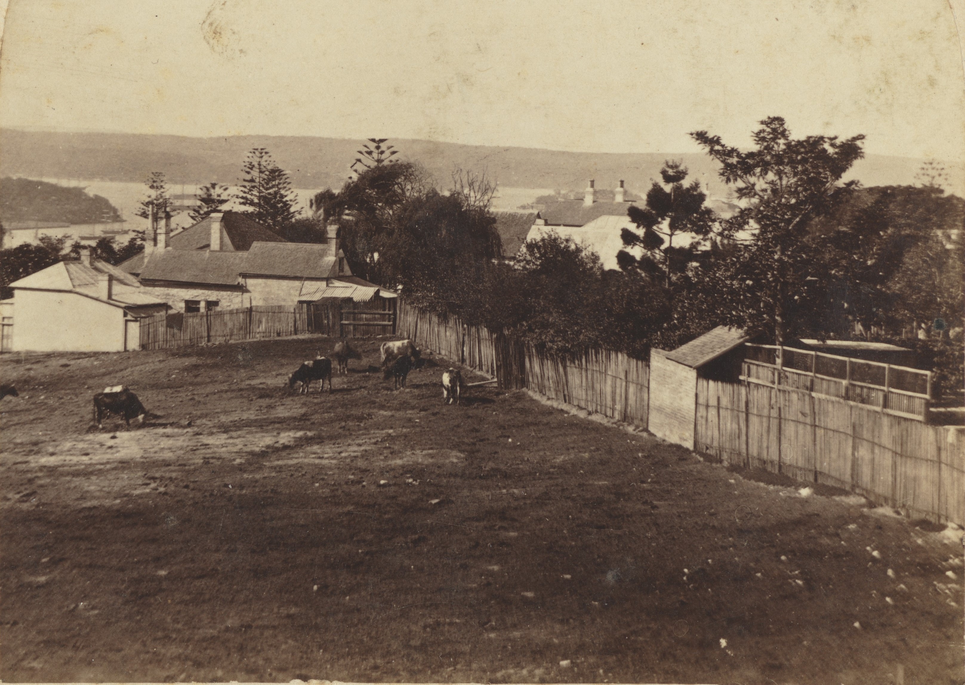 Photograph showing cattle grazing with Sydney Harbour in the background