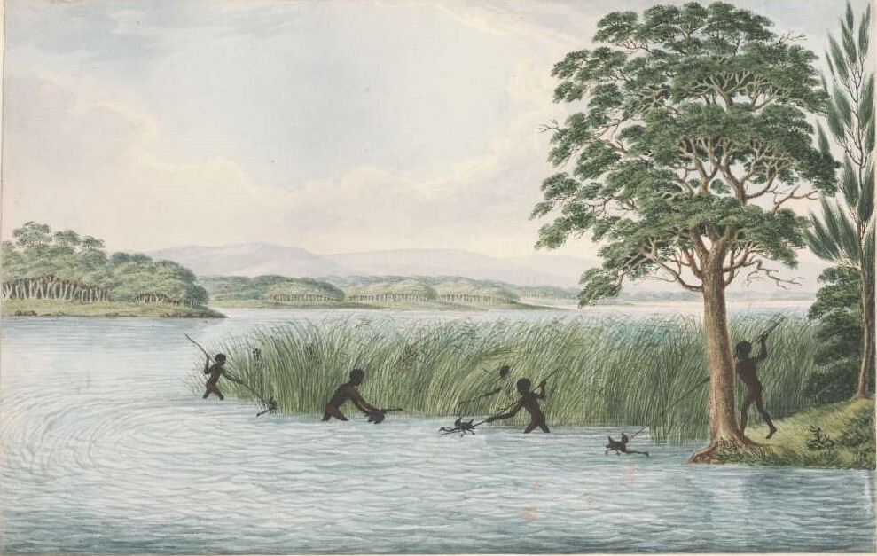 illustration of Aboriginal people hunting waterbirds among the rushes by Joseph Lycett